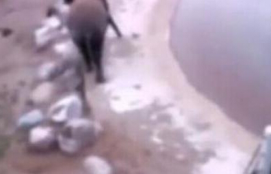 大象身体爆炸 瞬间粉碎化成血水