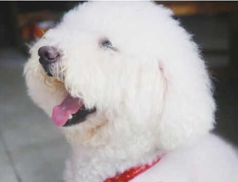 九江一马路有一只神奇小狗会“唱歌”