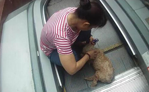 自动扶梯再出事故 夹住狗狗小腿