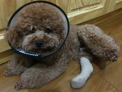 自动扶梯再出事故 夹住狗狗小腿