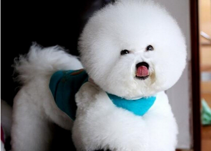 带狗到宠物诊所注射疫苗结果导致狗狗瘫痪