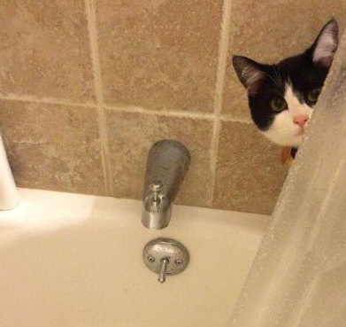 你这二货喵喵又来偷看我洗澡