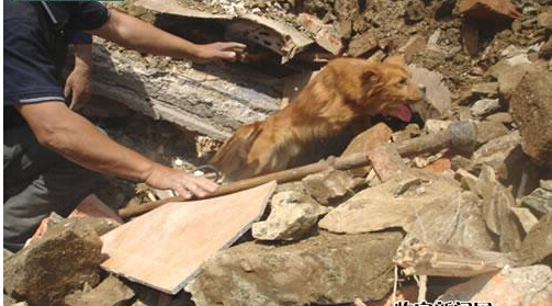 狗狗被埋地下３２天之后幸运地活了下来