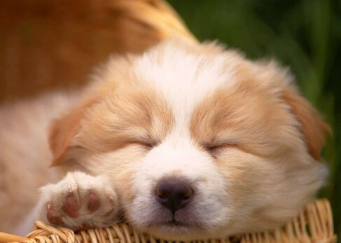 女孩为专心养狗舍弃工作专心在家养狗