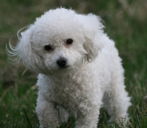 哈尔滨一狗狗竟不爱吃骨头只吃火腿肠和狗粮