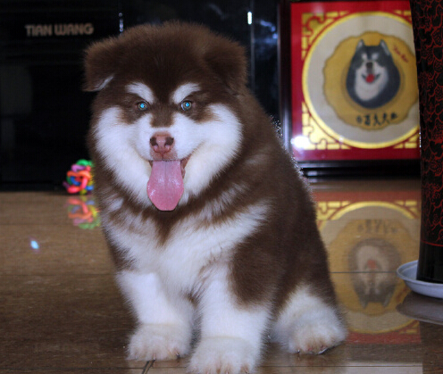 一爱狗人士竟然做起了偷盗别人家狗狗的行为