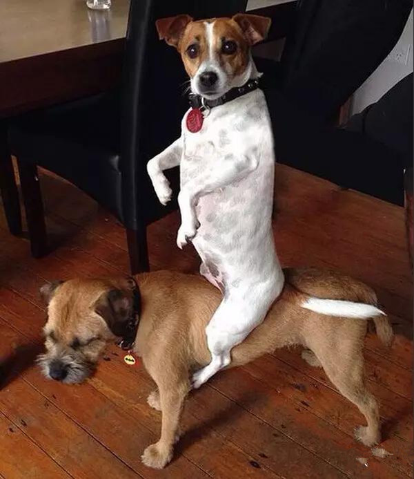 动物界奇闻“青蛙骑蜗牛搭便车”