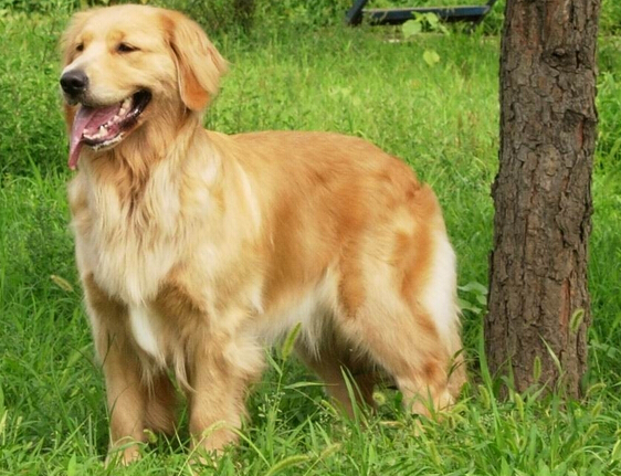 养狗遇到烦心事 一时气急扇人耳光赔偿200 