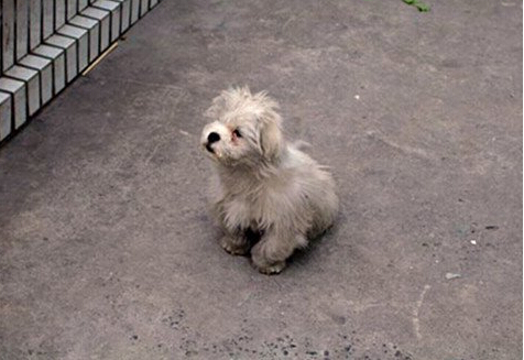 善良老夫妇救助几百条流量狗狗感动众人