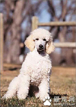 香港名猫“忌廉哥”将荣升日本一猫咪精品店名誉店长