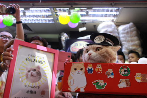 香港名猫“忌廉哥”将荣升日本一猫咪精品店名誉店长