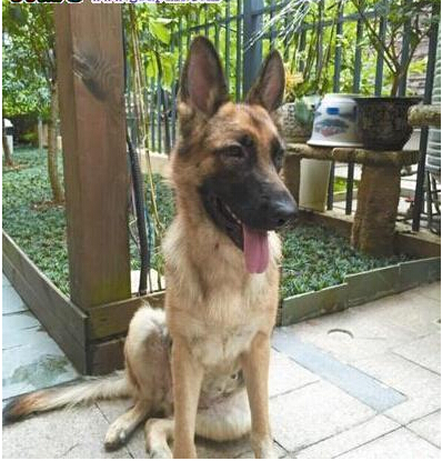 爱犬走丢 狗主人微信圈散步消息2天找回