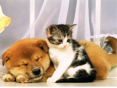 科学解释 猫狗渊源千万年钱已开始