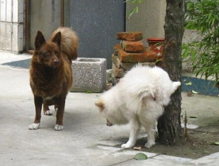 狗狗撒欢破坏绿地 广场提出“宠物禁止入内”