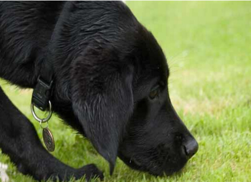 狗狗摇身变警探 助警方发现罪犯