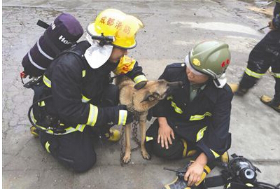 狗狗火场被救 事后“亲吻”战士感恩