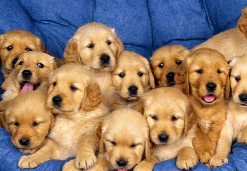 太疯狂！爱狗人士为养狗把儿子寄养到父母家