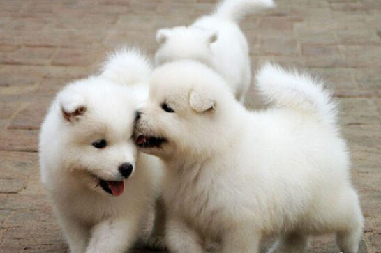 看看各国领导人都养些什么宠物 绝对想不到