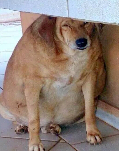 它本可能最幸福的流浪狗 却因爱心差点送命