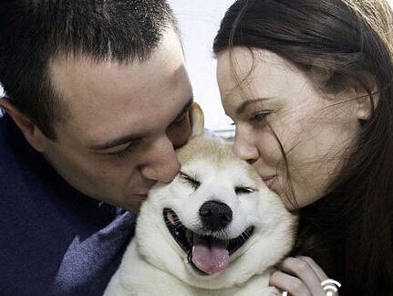 超可爱小柴犬笑不拢嘴 被称小天使