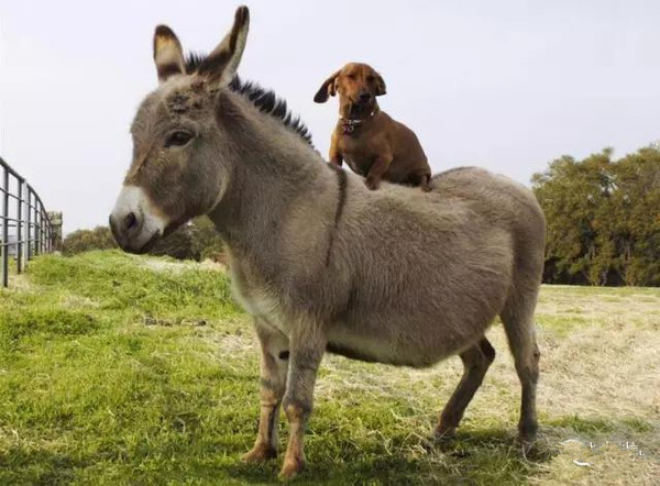 动物界奇闻“青蛙骑蜗牛搭便车”