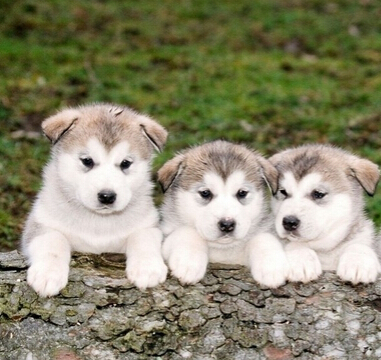 宠物婚介所开张吸引众多爱宠人士前往