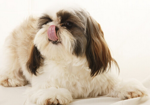 七只狗狗半夜被人害死引得爱犬人士愤怒