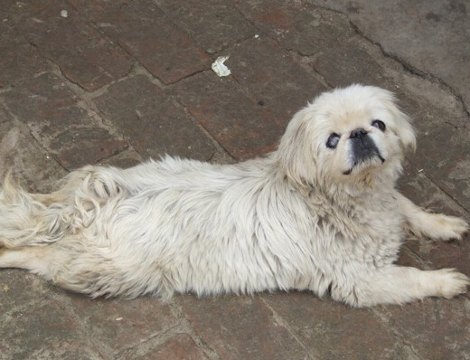 善良老夫妇救助几百条流量狗狗感动众人