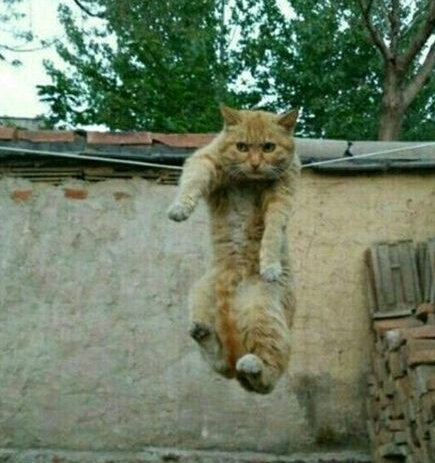 不要拦我，没有小鱼干的生活生不如死