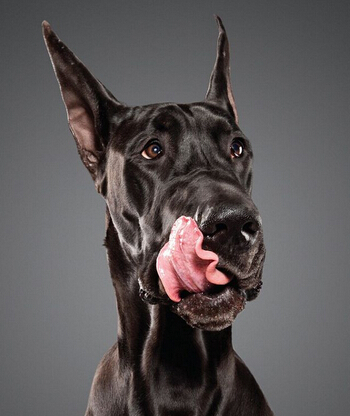 狗狗舔鼻子照片曝光 超可爱萌坏众人