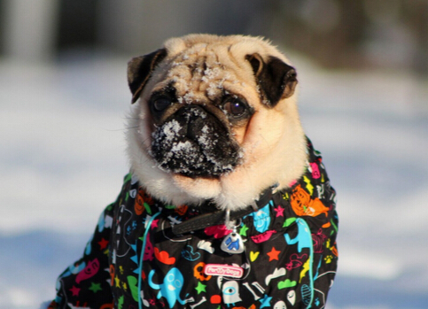 愤怒！政府部门公然下令毒杀上万条流浪狗