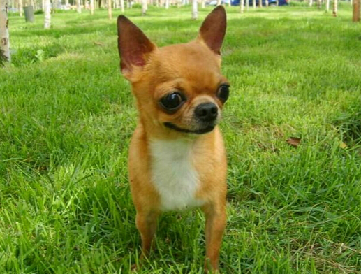 狗狗被埋地下３２天之后幸运地活了下来