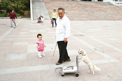 金毛成为小明星超萌 爱叼篮子去买菜