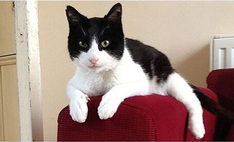 猫咪中葫芦大王 世界上呼噜声最大的猫咪