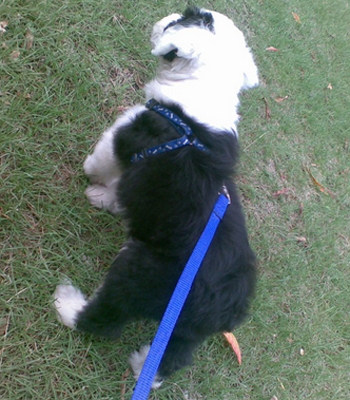 古代牧羊犬怎么训练 应适当给点奖励