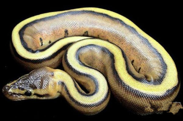 undefined{{pos:,w:,h:}}