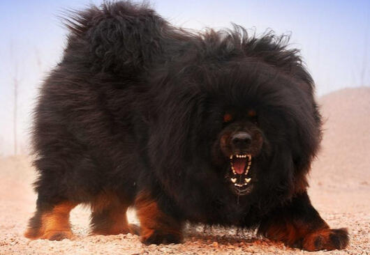 女大学生饲养30只藏獒 只为对狗狗的热爱