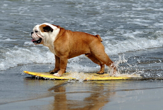 21岁狗狗打破吉尼斯世界最长寿狗狗记录