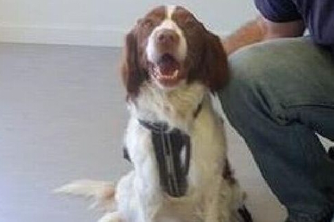 狗狗被困深沟5周 靠猫咪送食物终获救