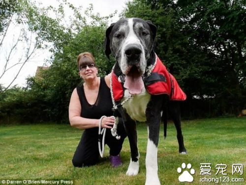 英国女子为养大丹犬向丈夫撒谎  小狗变两米巨犬