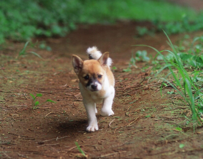 狗狗不幸走失并且出车祸 幸亏得爱宠人士救助