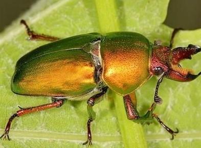 鹰獒死亡主人索赔3500万揭鹰獒有多名贵? 盘点全球天价宠物