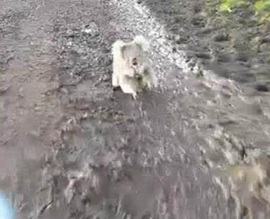 奔跑的无尾熊 狂追女孩要抱抱惹人爱