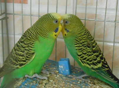 虎皮鹦鹉一天吃多少 不同阶段该鸟的饮食