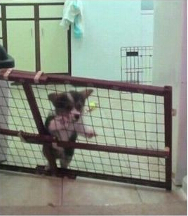 柯基暴力拆除栅栏 策划逃离厨房引人捧腹