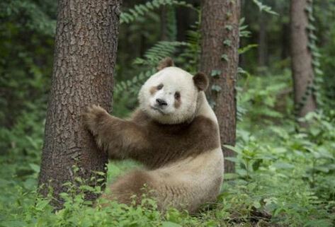 陕西出现棕色大熊猫 几十年仅有5只