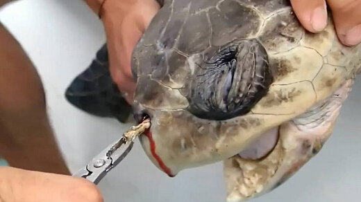 海龟鼻子插入吸管长达12厘米 拔出场景令人揪心
