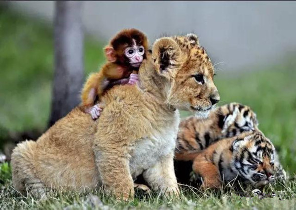 动物界奇闻“青蛙骑蜗牛搭便车”