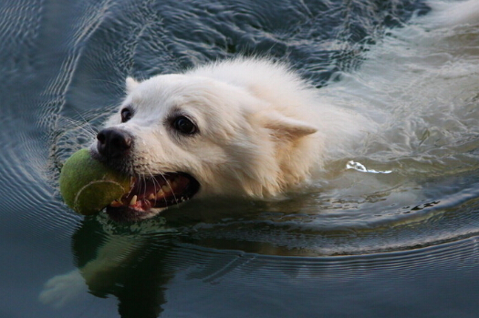 狗狗不仅记仇而且还会学着猫去抓老鼠