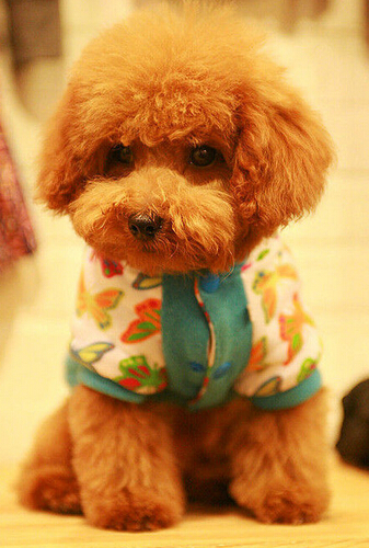 七只狗狗半夜被人害死引得爱犬人士愤怒